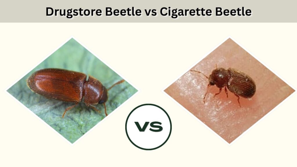Drugstore Beetle vs Cigarette Beetle