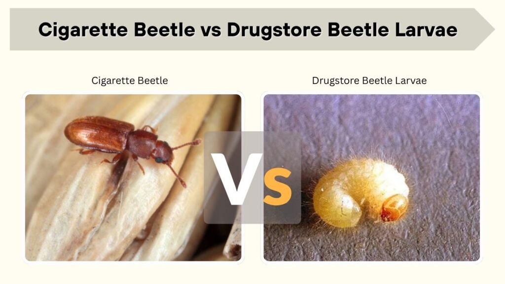 Cigarette Beetle vs Drugstore Beetle Larvae