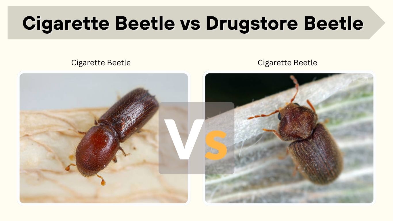 Cigarette Beetle vs Drugstore Beetle: Key Differences