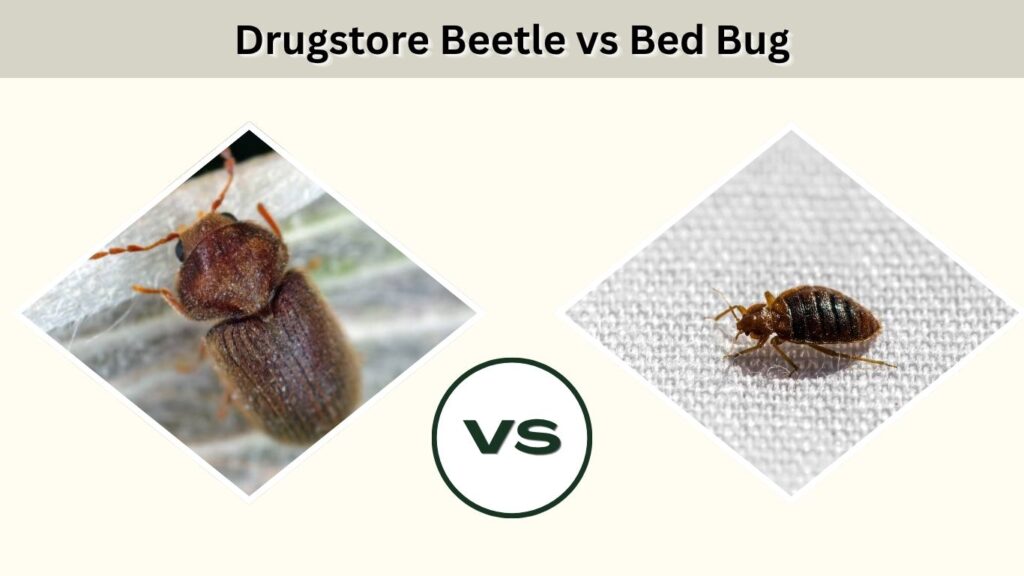 Drugstore Beetle vs Bed Bug