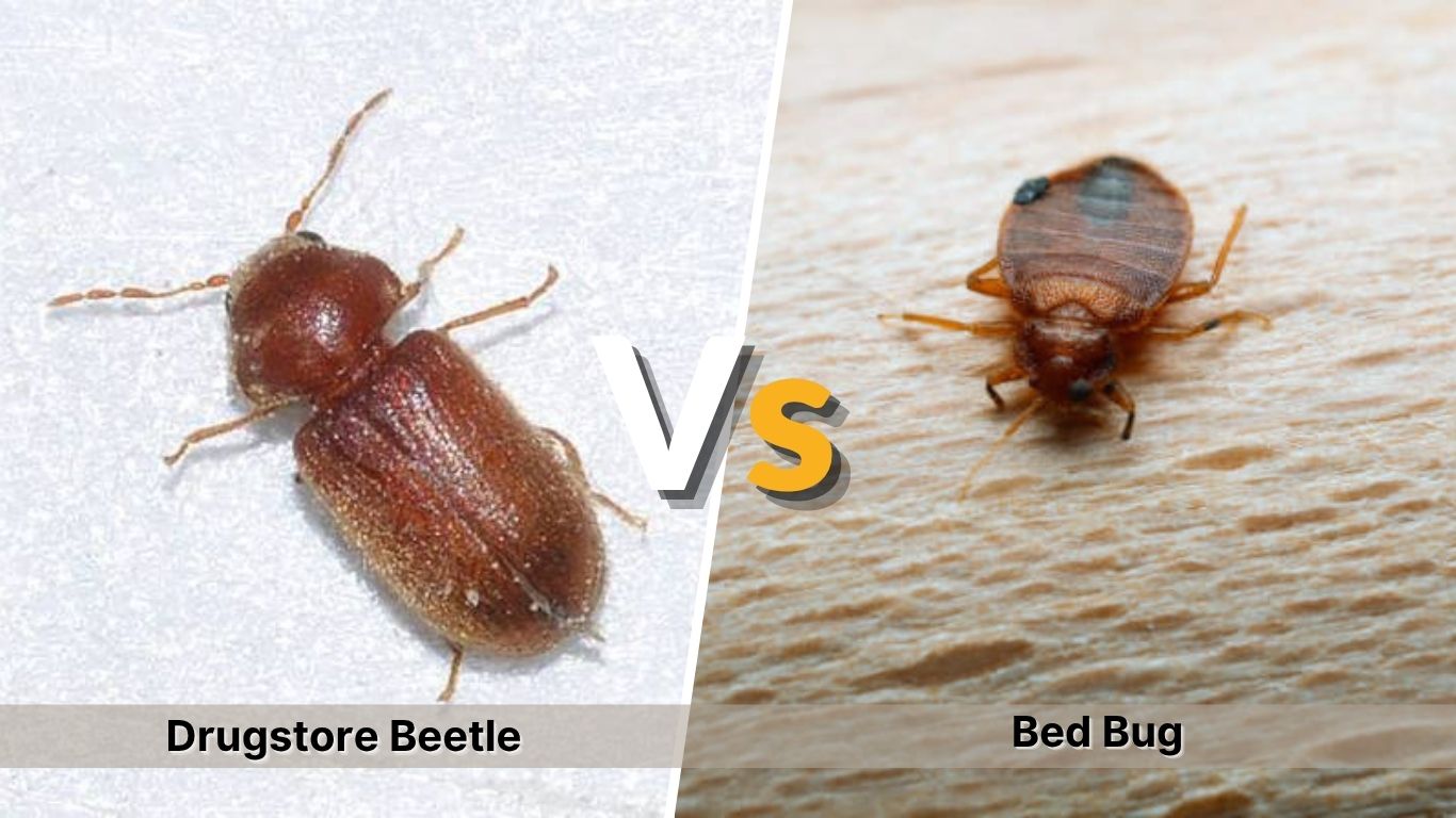 Drugstore Beetle vs Bed Bug: How to Tell the Difference