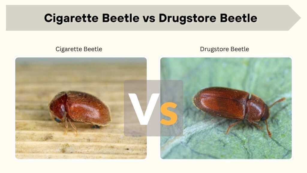 Cigarette Beetle vs Drugstore Beetle