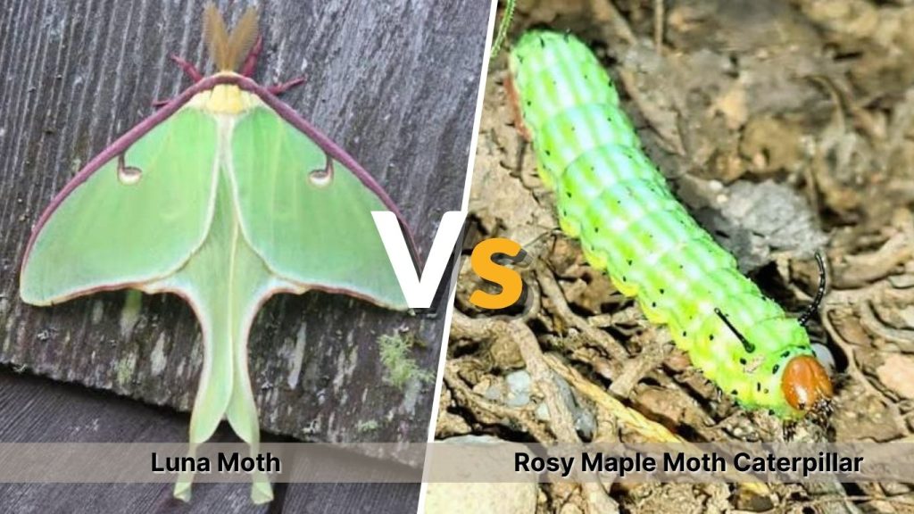 Luna Moth vs Rosy Maple Moth Caterpillar
