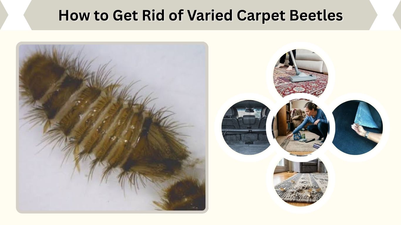 How to Get Rid of Varied Carpet Beetles and Larvae