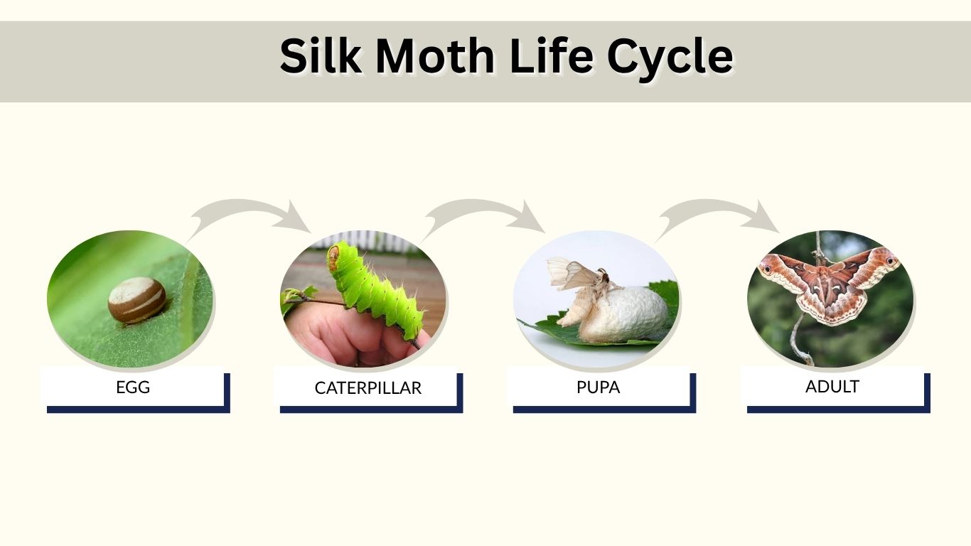 Silk Moth Life Cycle: Stages, Lifespan, and Development