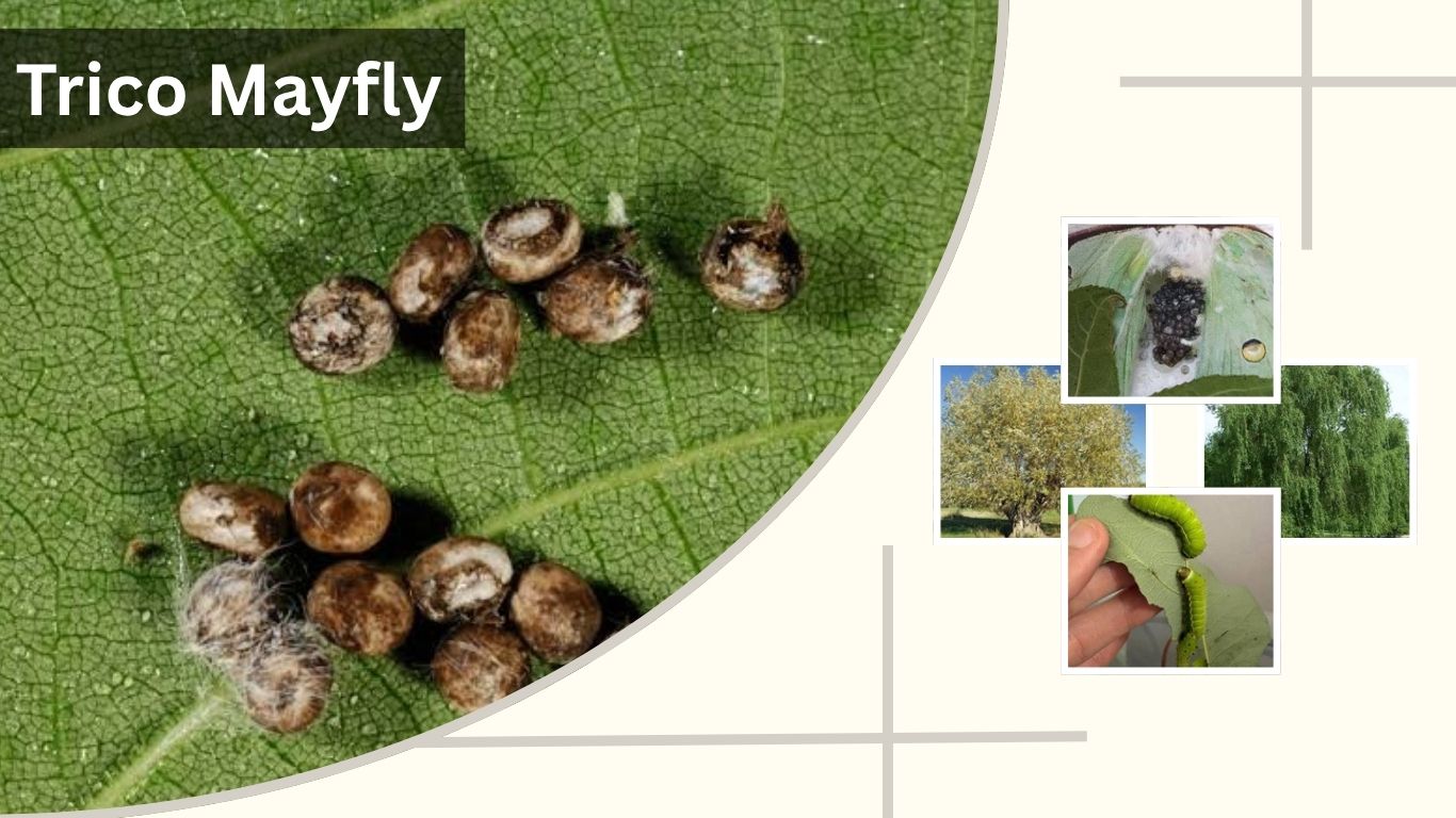 Luna Moth Eggs: Appearance, Hatching Time, and Care