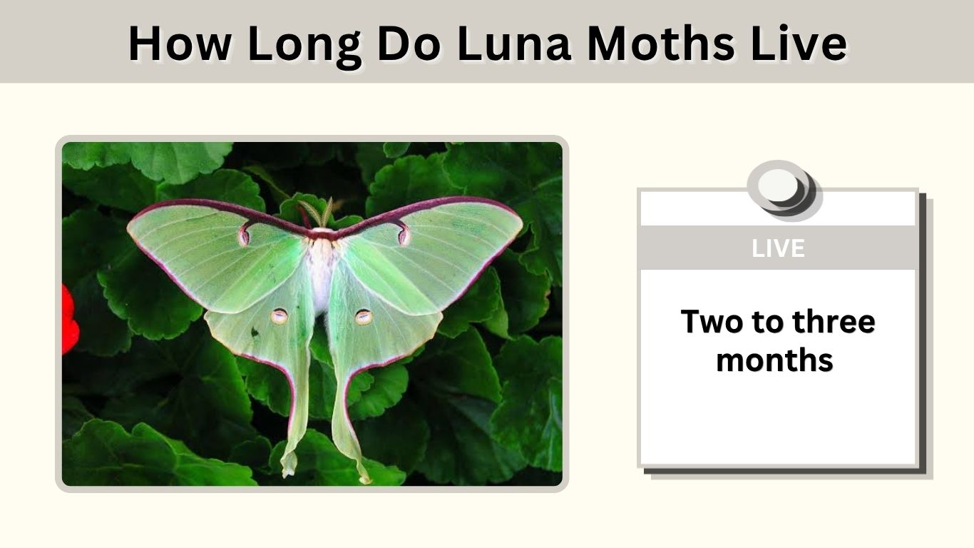 How Long Do Luna Moths Live? Facts and Timeline