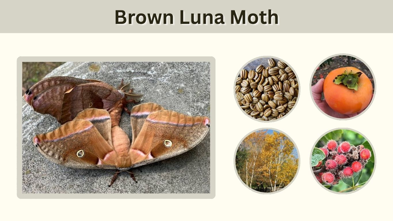 Brown Luna Moth: Can Luna Moths Really Be Brown?