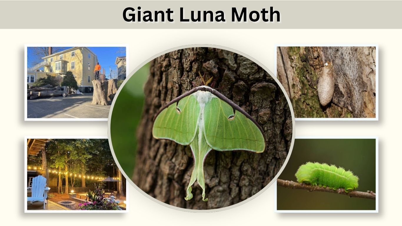 Giant Luna Moth: Size, Caterpillar, Colors and Facts