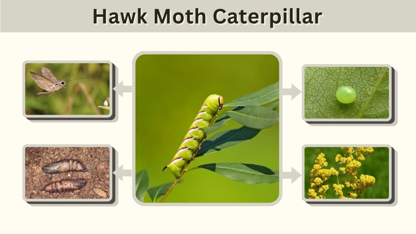 Hawk Moth Caterpillar: Identification, Diet, Types & Safety