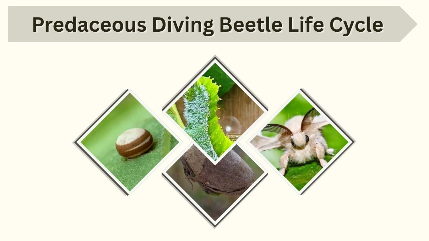 Silk Moth Life Cycle: Stages, Lifespan, and Development