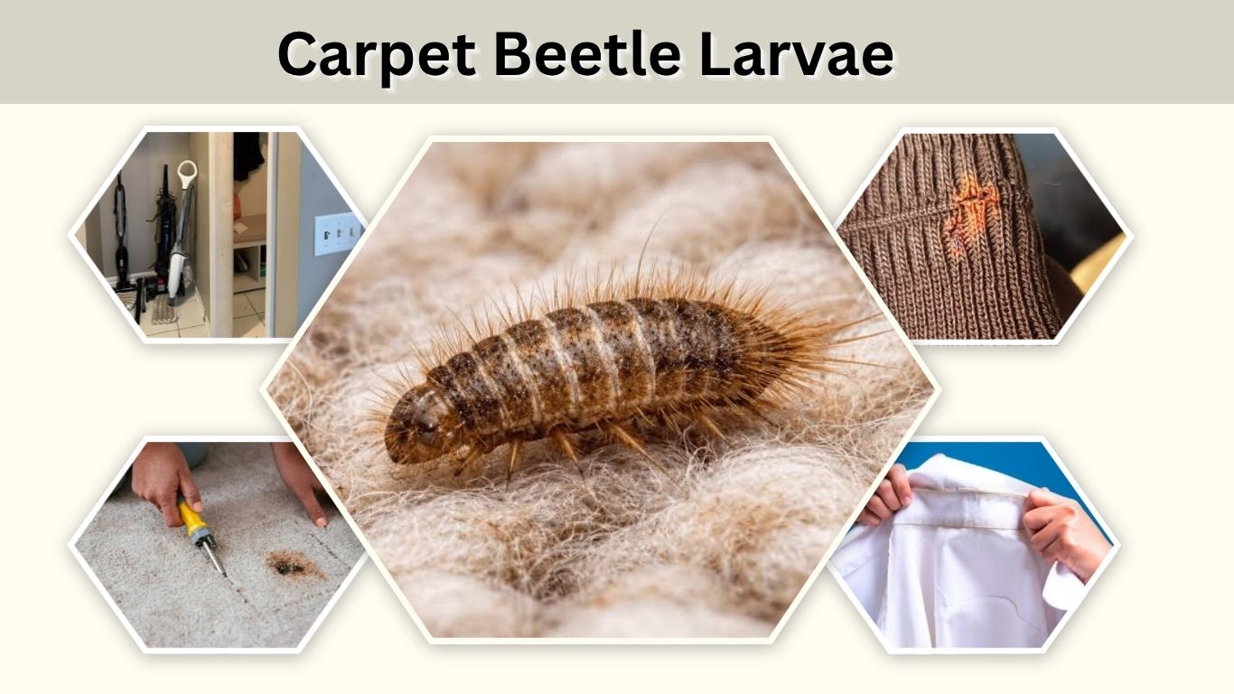 Carpet Beetle Larvae: Identification, Damage and Removal