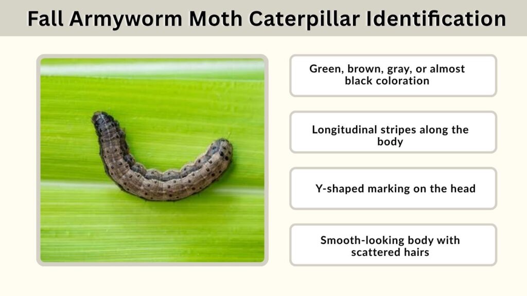 Fall Armyworm Moth Caterpillar Identification