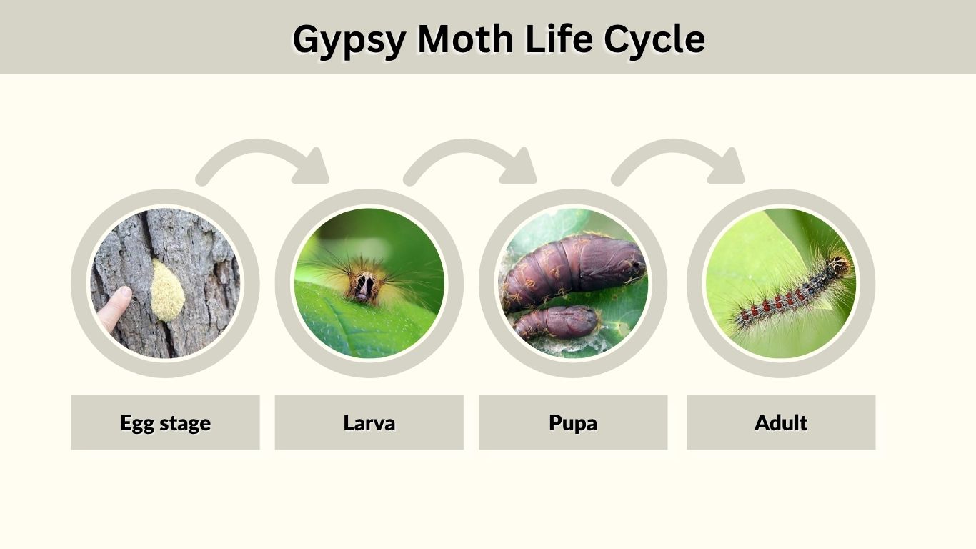 Gypsy Moth Life Cycle: From Egg to Adult Moth