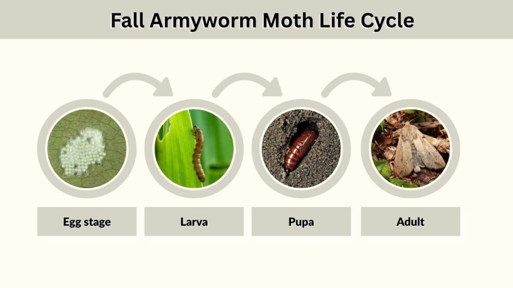 Fall Armyworm Moth Life Cycle