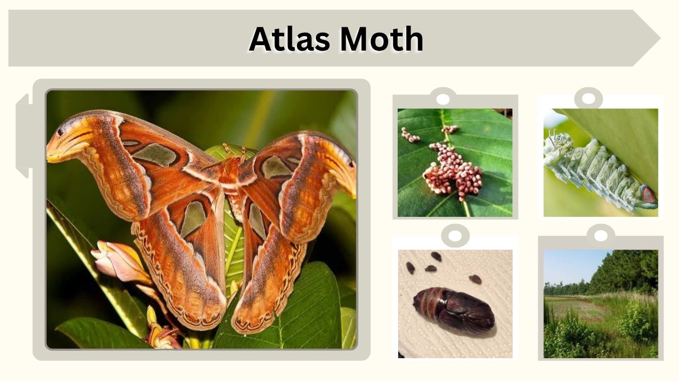 Atlas Moth: Size, Wingspan, Caterpillar & Life Cycle