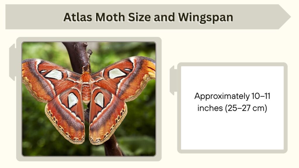 Atlas Moth Size and Wingspan