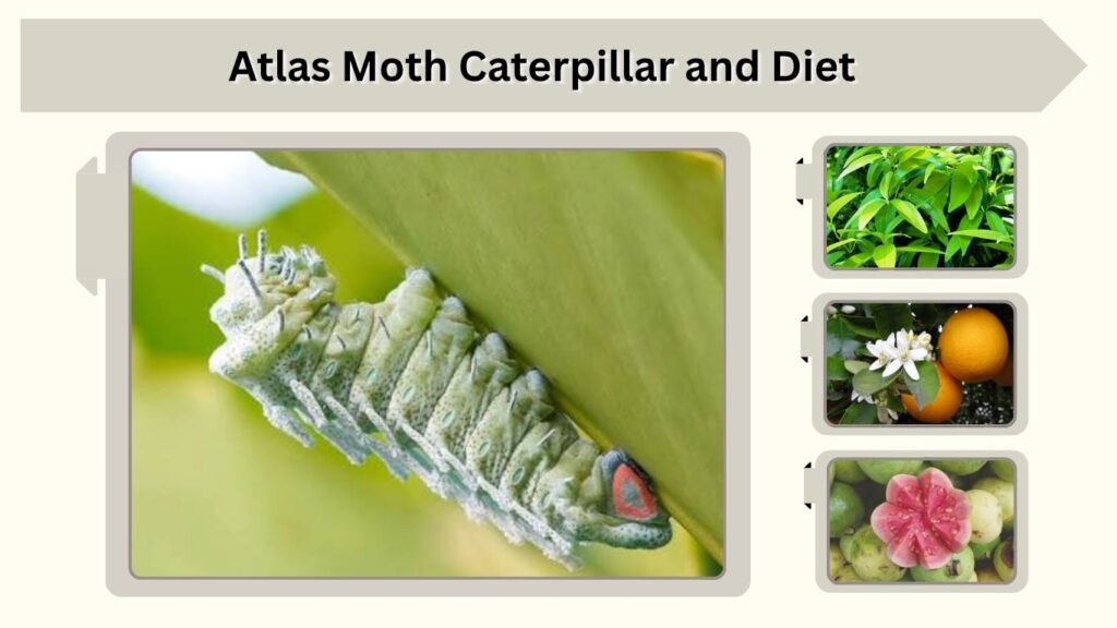 Atlas Moth Caterpillar and Diet