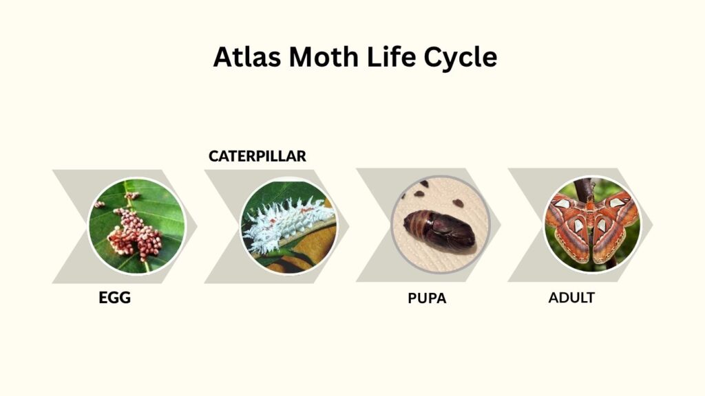 Atlas Moth Life Cycle