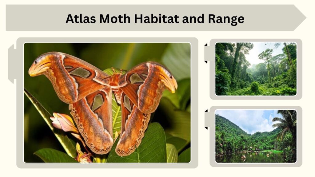 Atlas Moth Habitat and Range