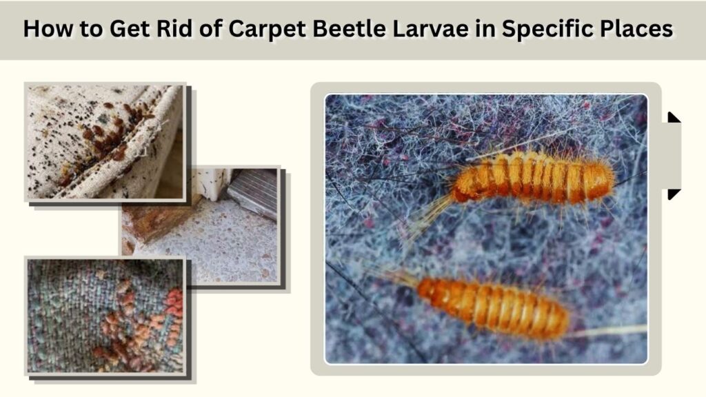 How to Get Rid of Carpet Beetle Larvae in Specific Places