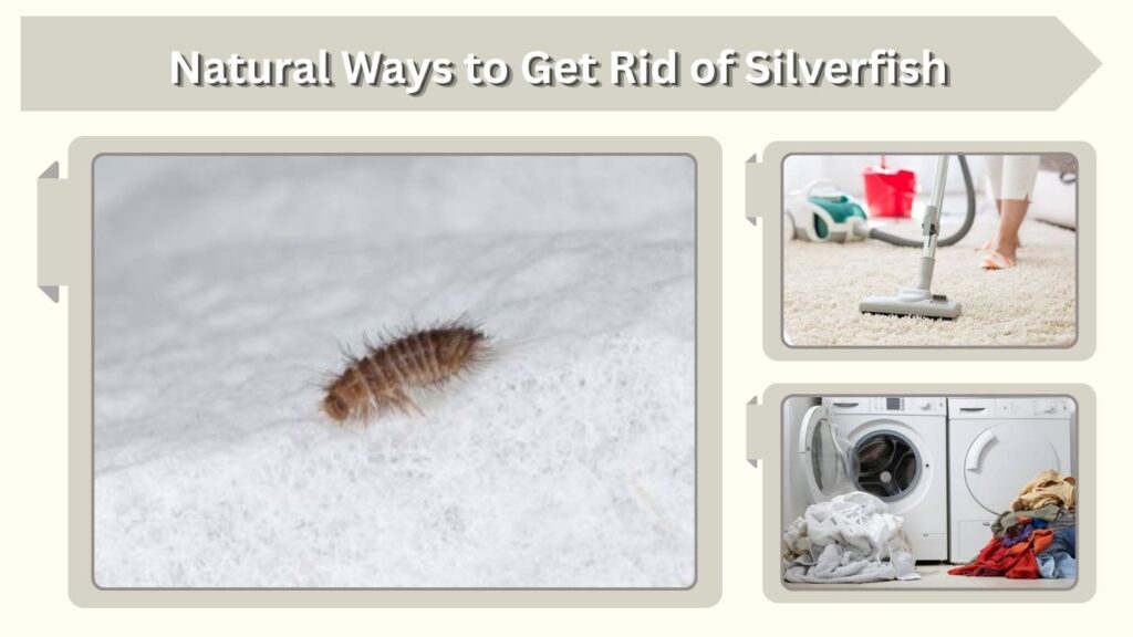 Can You Get Rid of Carpet Beetle Larvae Naturally?