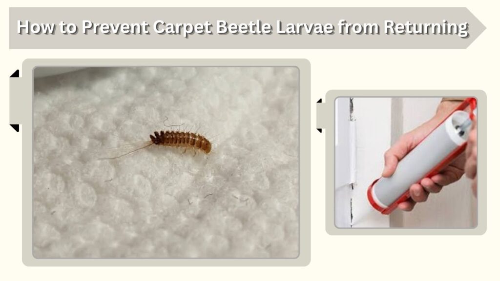 How to Prevent Carpet Beetle Larvae from Returning