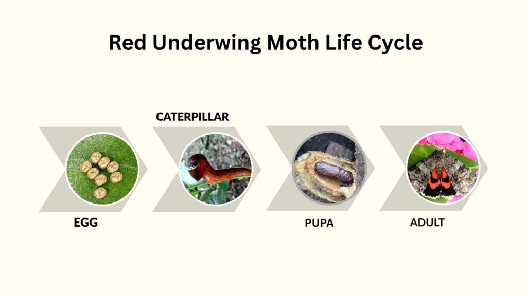 Red Underwing Moth Life Cycle