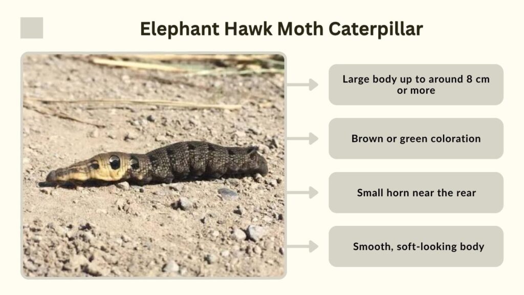 Elephant Hawk Moth Caterpillar