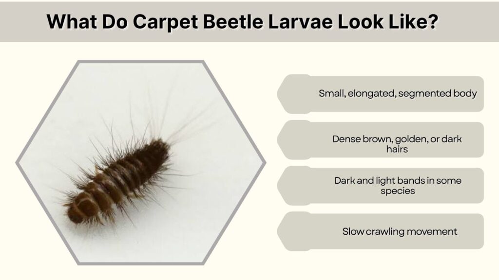 What Do Carpet Beetle Larvae Look Like?