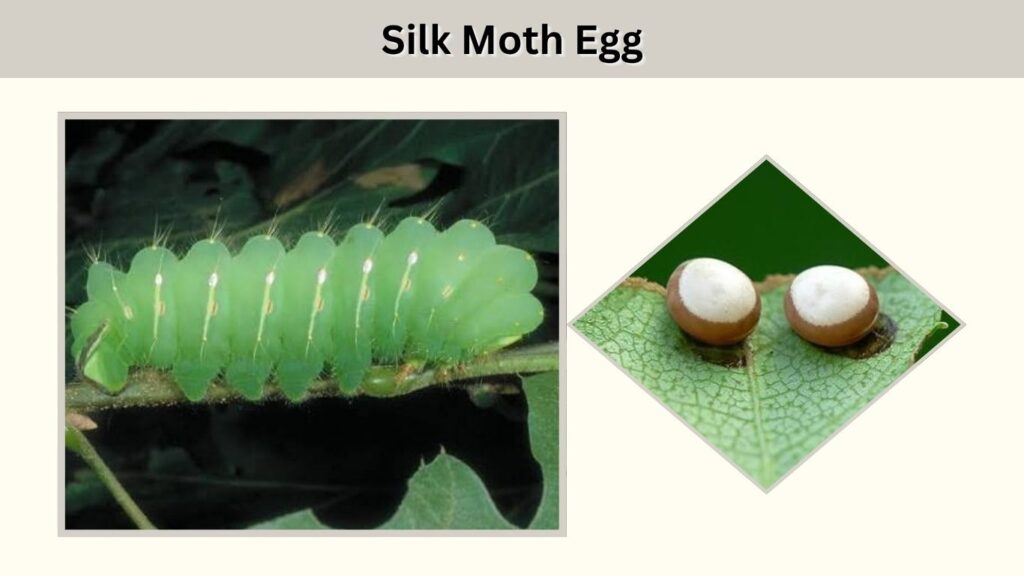 Stage 1: Silk Moth Egg