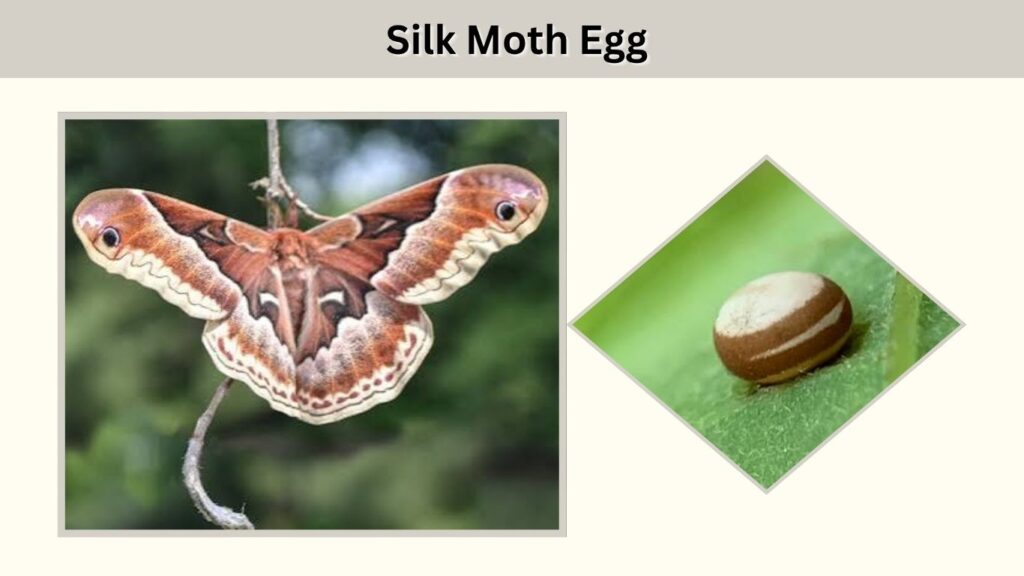 Stage 1: Silk Moth Egg