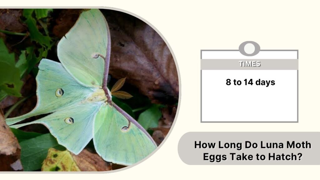 How Long Do Luna Moth Eggs Take to Hatch?