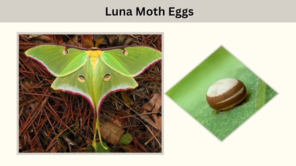 Stage 1: Luna Moth Eggs