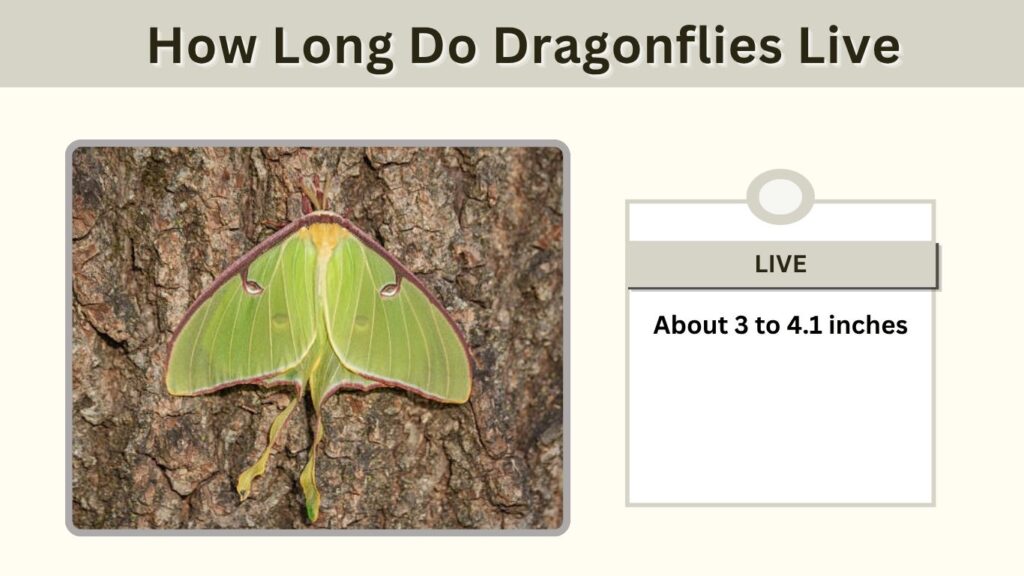 How Big Is a Giant Luna Moth?