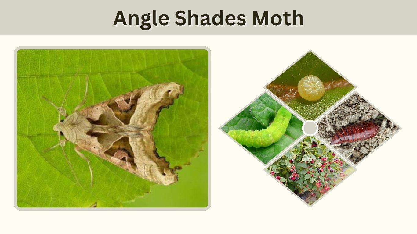 Angle Shades Moth: Caterpillar, Life Cycle, Diet & Facts