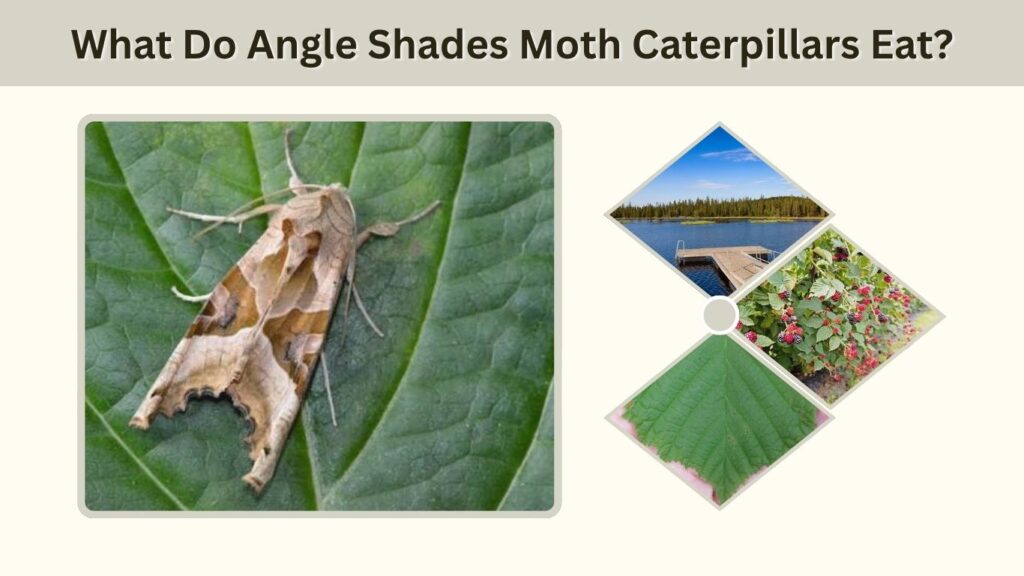 What Do Angle Shades Moth Caterpillars Eat?