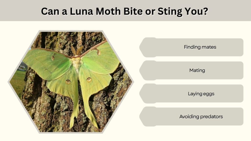 Can a Luna Moth Bite or Sting You?
