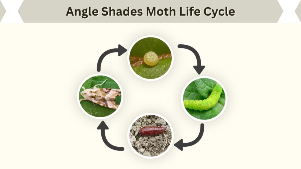 Angle Shades Moth Life Cycle