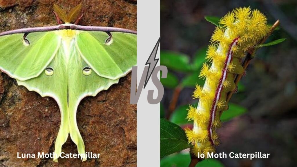 Luna Moth Caterpillar vs. Io Moth Caterpillar
