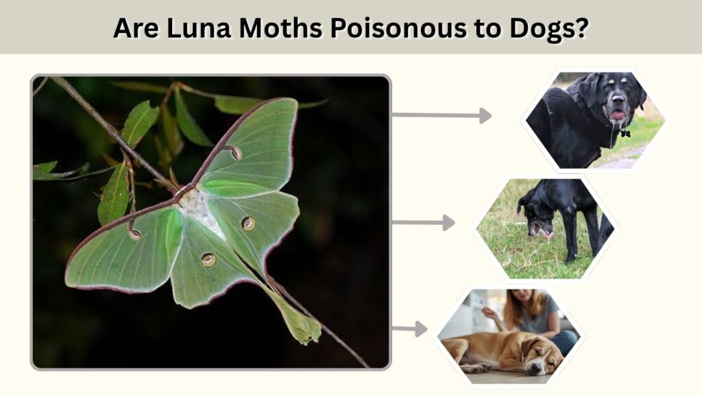 Are Luna Moths Poisonous to Dogs?
