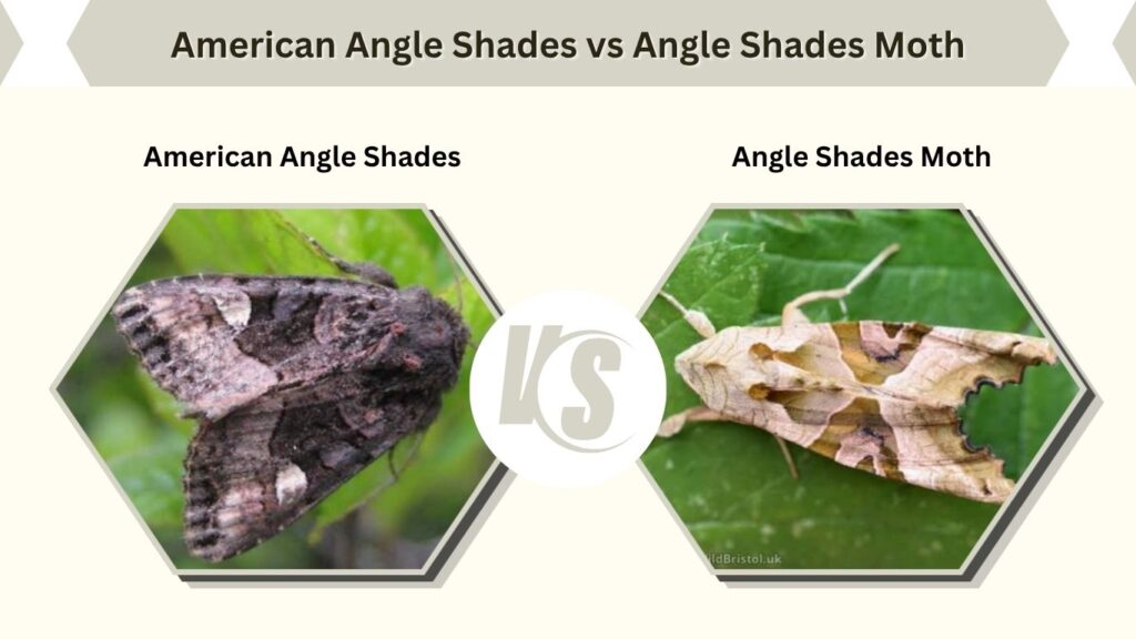American Angle Shades vs Angle Shades Moth
