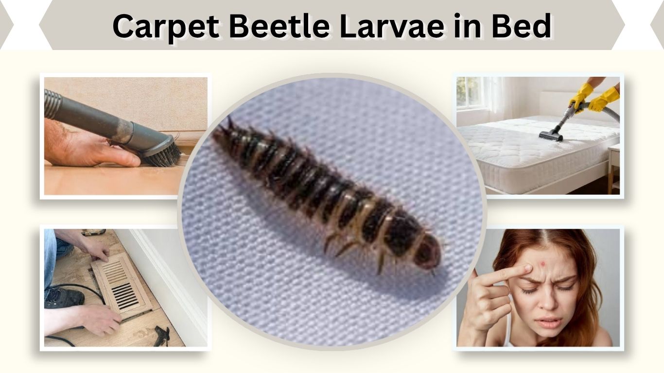 Carpet Beetle Larvae in Bed: Identification and Removal