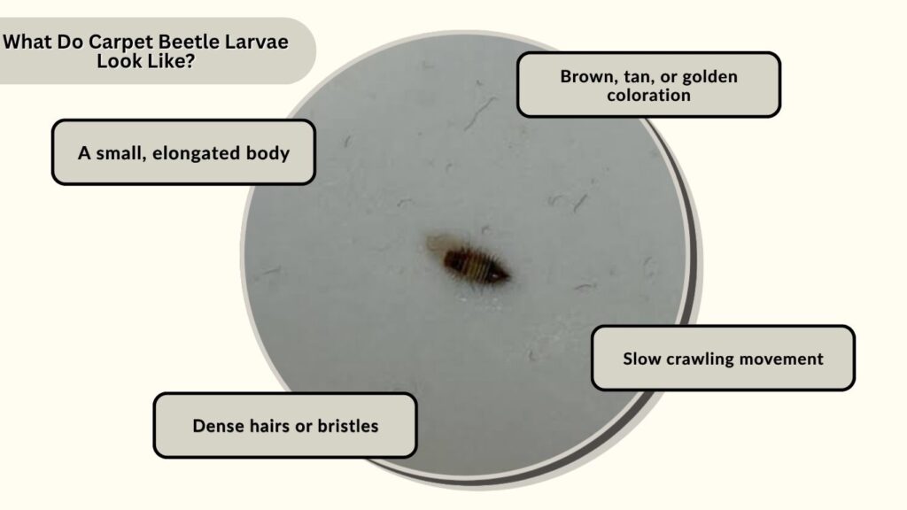 What Do Carpet Beetle Larvae Look Like?