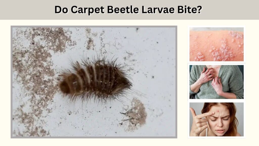 Do Carpet Beetle Larvae Bite?