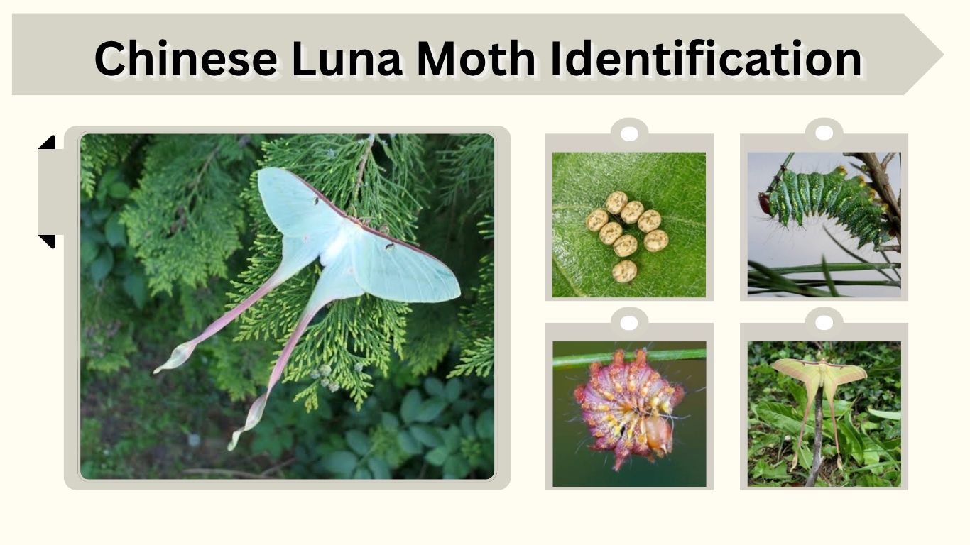Chinese Luna Moth: Identification, Caterpillar, and Life Cycle