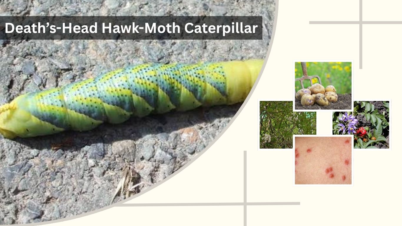 Death’s-Head Hawk-Moth Caterpillar: Food, Bite & ID