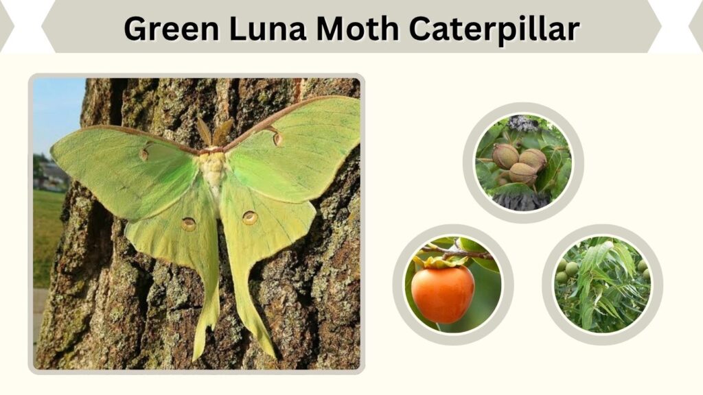 Green Luna Moth Caterpillar