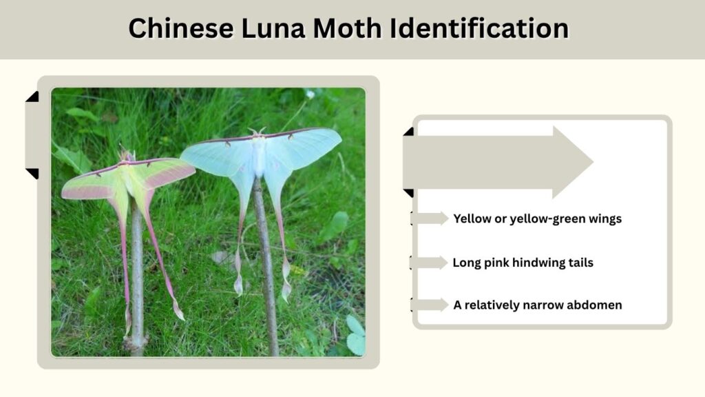 Chinese Luna Moth Identification