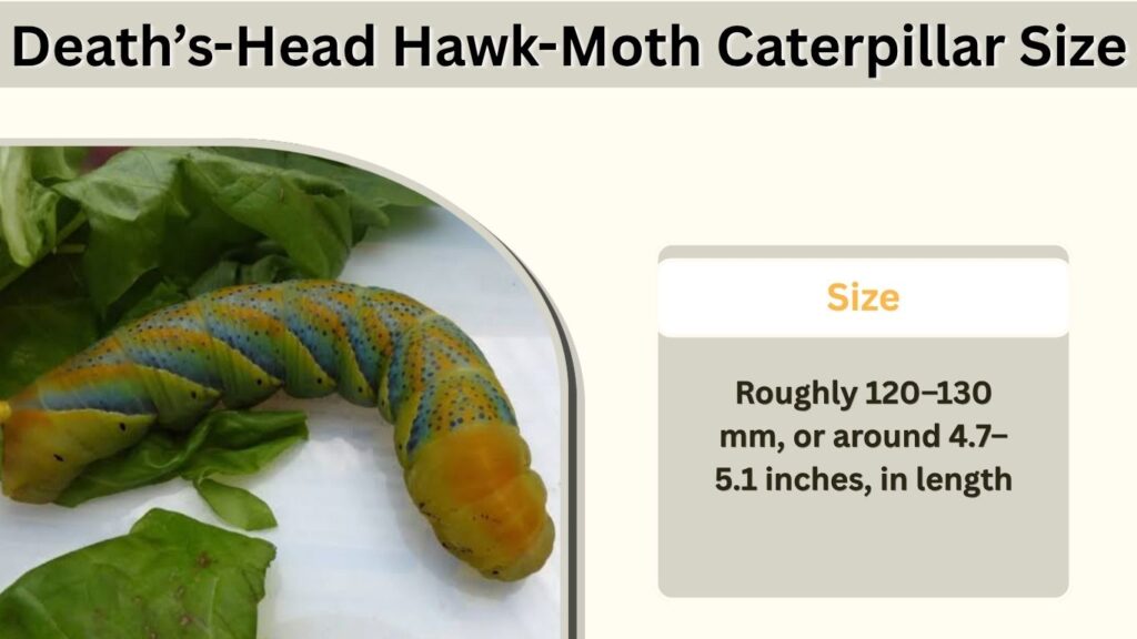 Death’s-Head Hawk-Moth Caterpillar Size